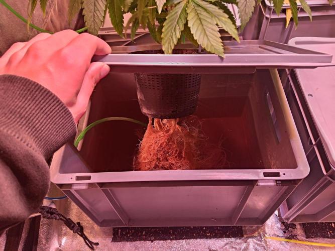 SATIVA Grow. Week 5