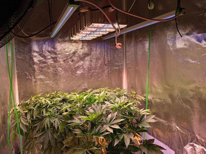 SATIVA Grow. Week 6