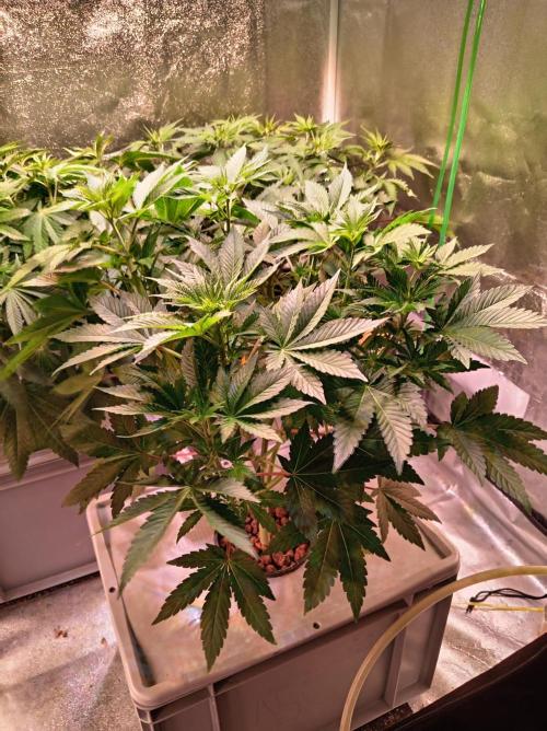 SATIVA Grow. Week 6 - Isla Mirage