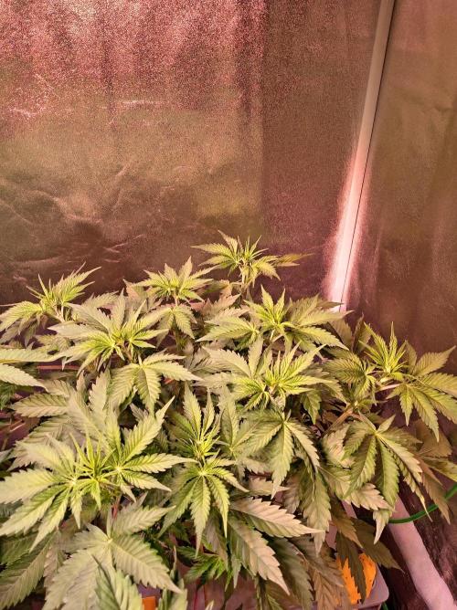 SATIVA Grow. Week 6 - Mexican Rush