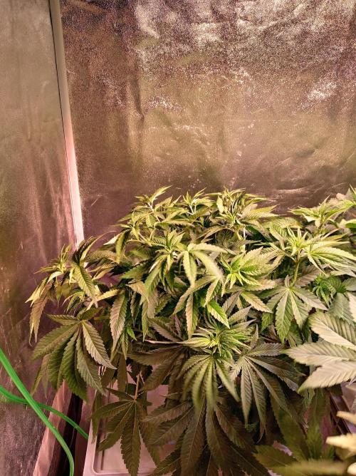 SATIVA Grow. Week 6 - Tangie, lässt so kurz nach dwm WW kurz die Blätter hängen