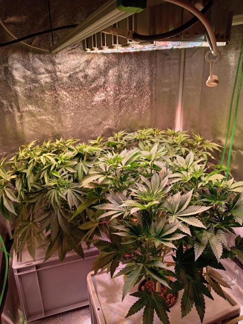 SATIVA Grow. Week 6