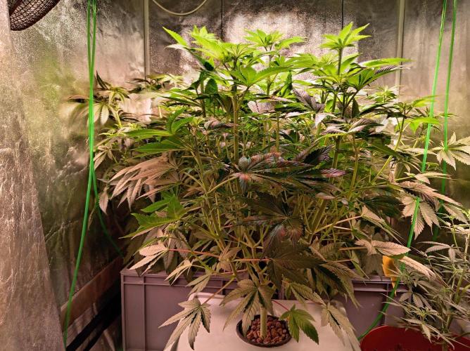 SATIVA Grow. Week 7
