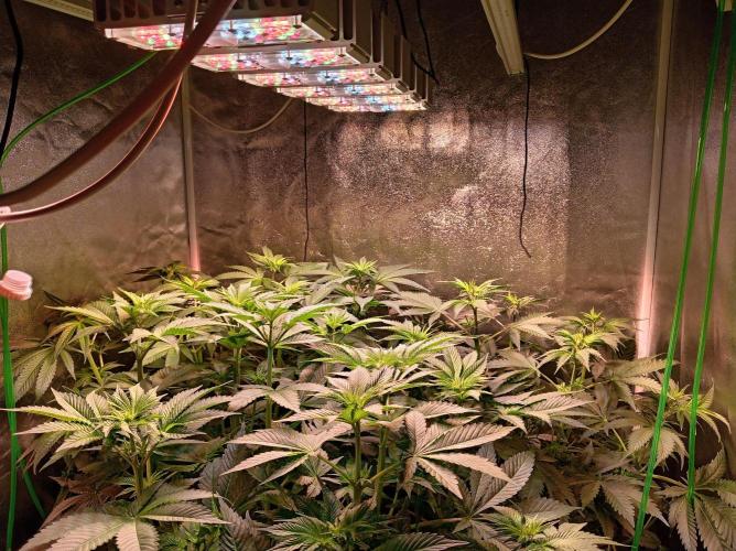 SATIVA Grow. Week 7