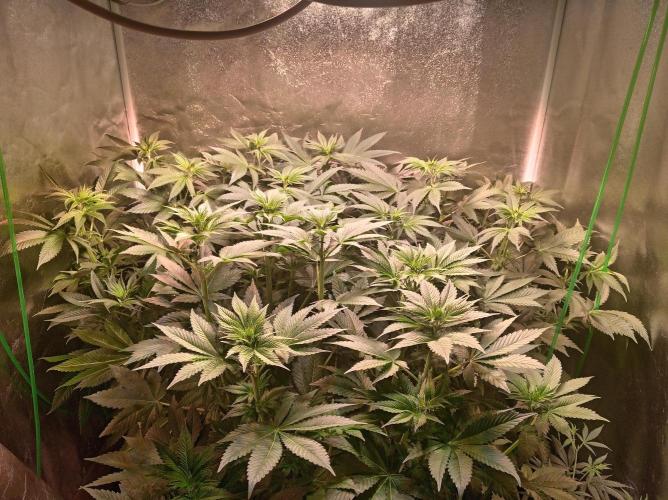SATIVA Grow. Week 7