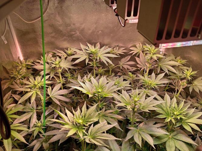 SATIVA Grow. Week 8