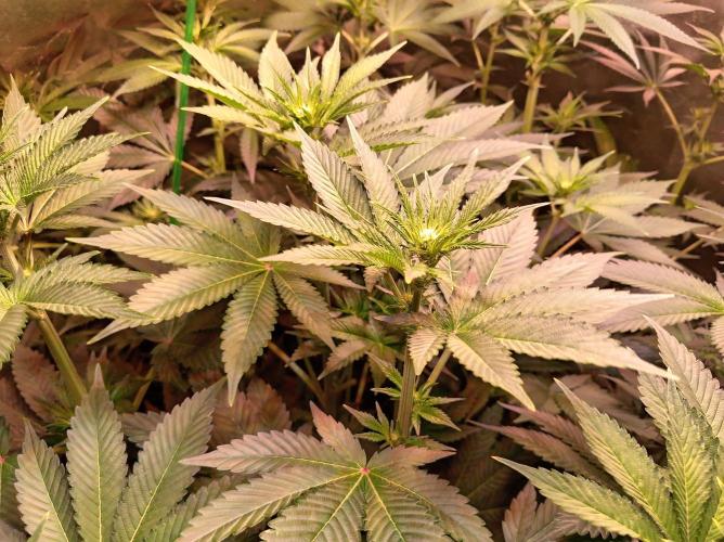 SATIVA Grow. Week 8