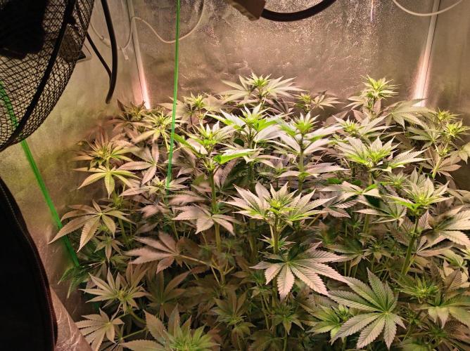 SATIVA Grow. Week 8