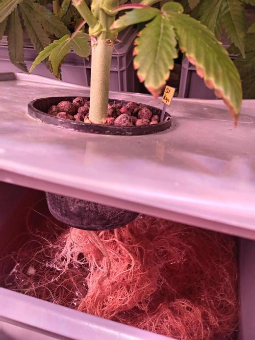 SATIVA Grow. Week 8