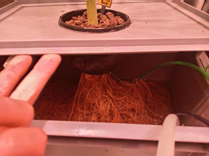 SATIVA Grow. Week 9