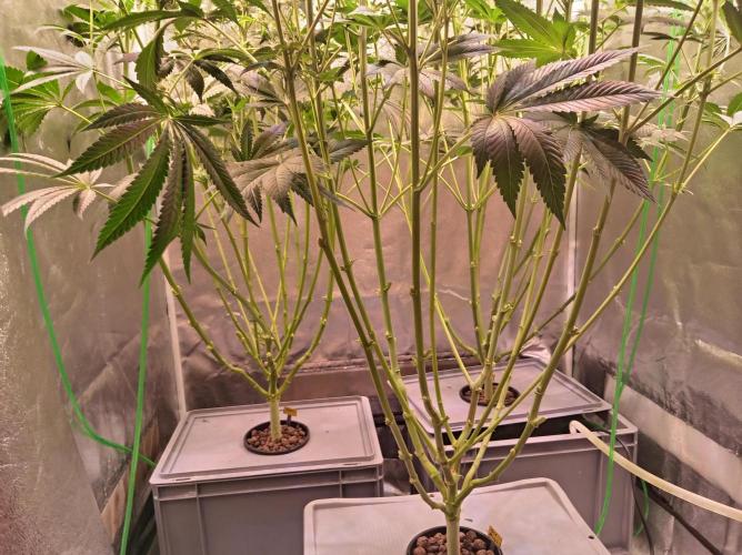 SATIVA Grow. Week 9