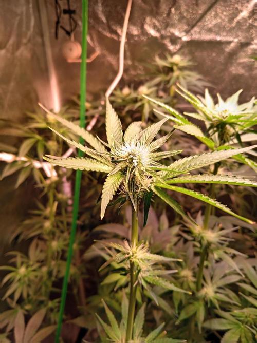 SATIVA Grow. Week 9