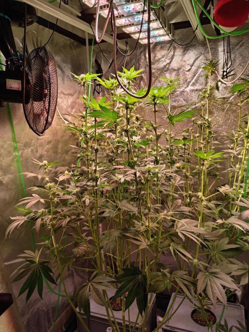 SATIVA Grow. Week 9