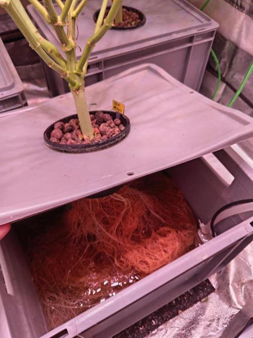 SATIVA Grow. Week 9