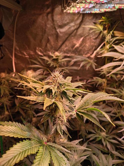 SATIVA Grow. Week 10