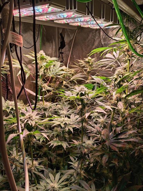 SATIVA Grow. Week 10