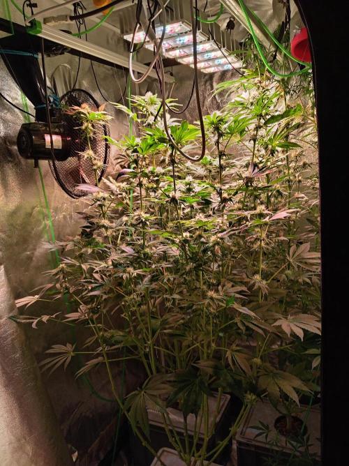SATIVA Grow. Week 10