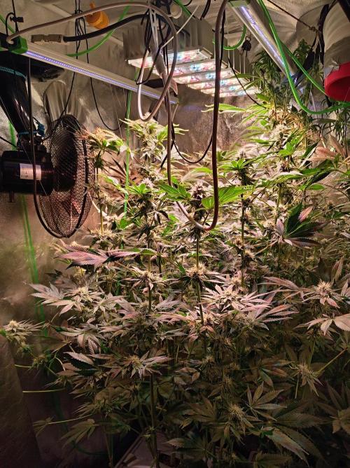 SATIVA Grow. Week 11