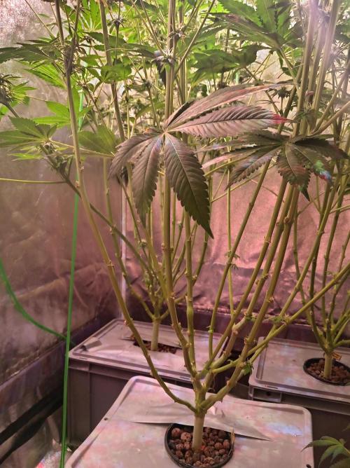 SATIVA Grow. Week 11