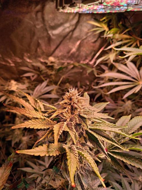 SATIVA Grow. Week 11
