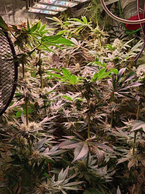 SATIVA Grow. Week 11