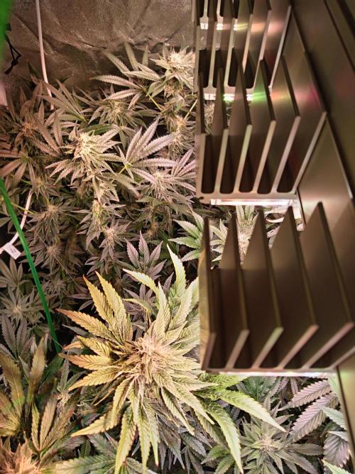 SATIVA Grow. Week 11