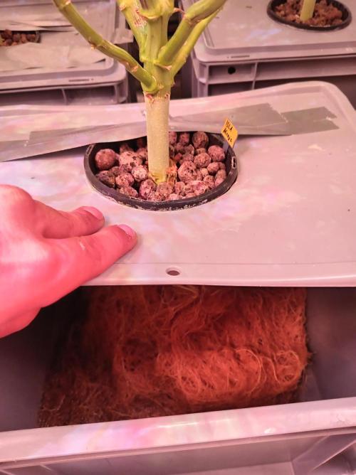 SATIVA Grow. Week 11
