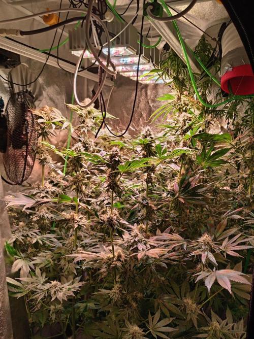 SATIVA Grow. Week 12