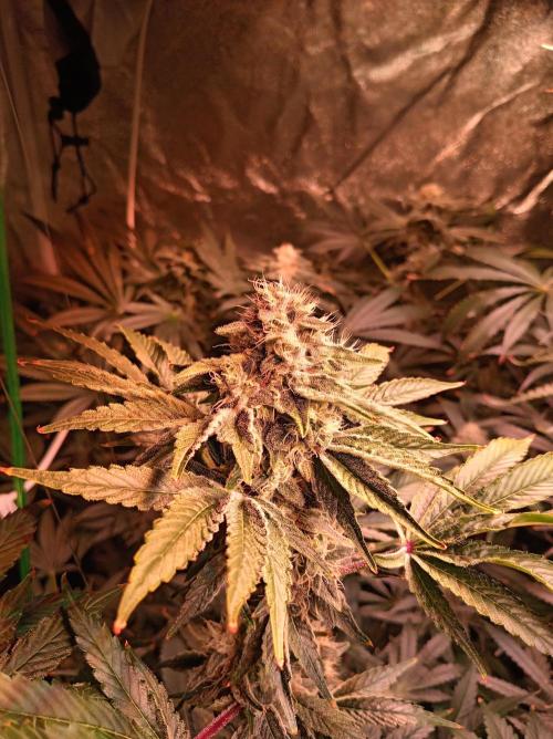 SATIVA Grow. Week 12