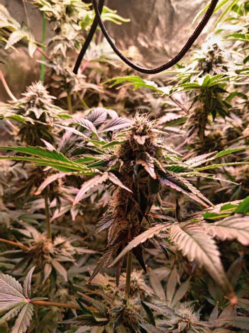 SATIVA Grow. Week 12