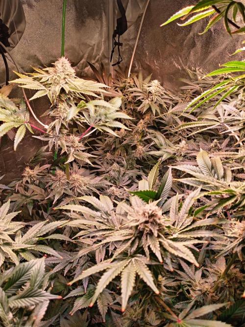 SATIVA Grow. Week 12