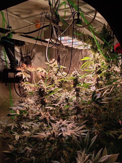 SATIVA Grow. Week 13