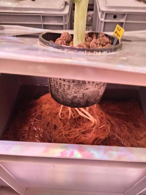 SATIVA Grow. Week 13