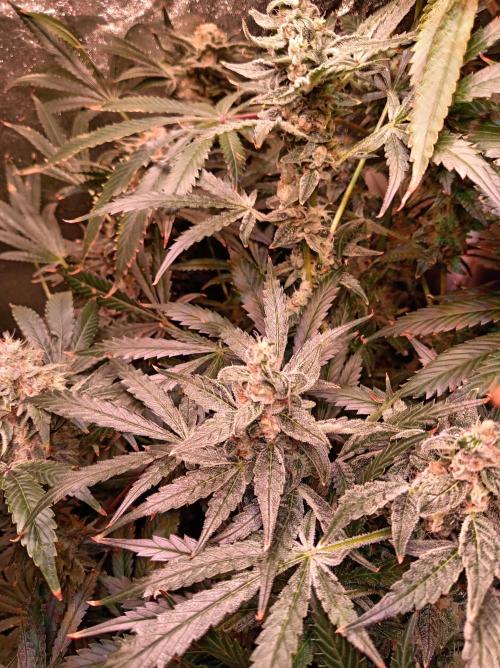 SATIVA Grow. Week 13 - Mexican Rush