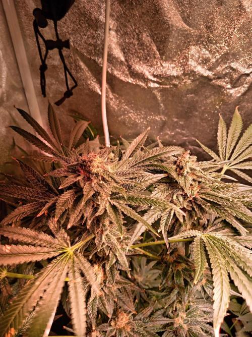 SATIVA Grow. Week 13 - Tangie
