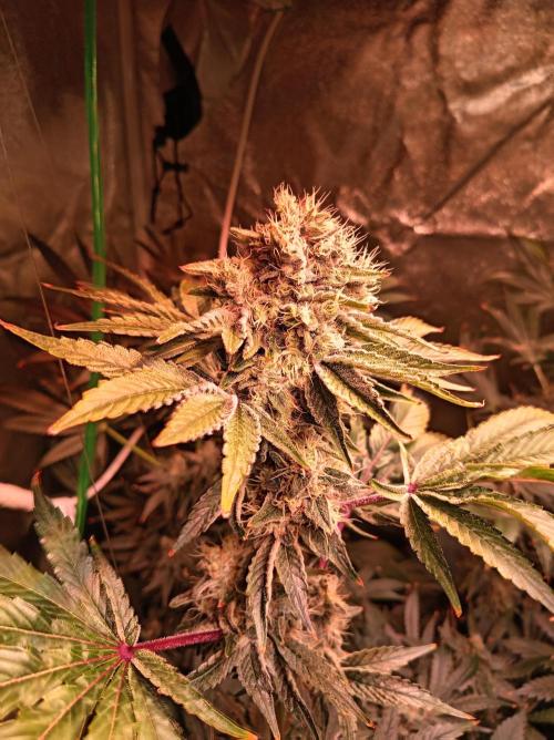 SATIVA Grow. Week 13 - Isla Mirage