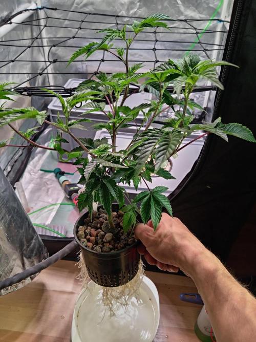 ScrOG Stecklinge. Week 1 - Ape Shit Lumpys Cut