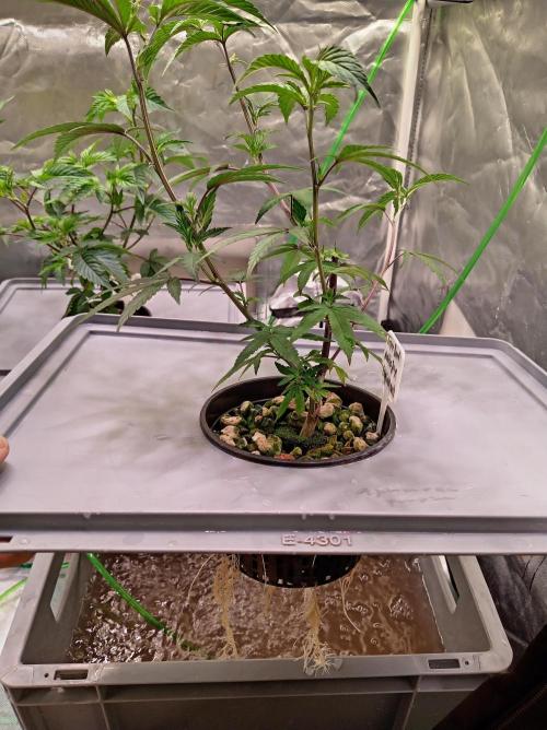 ScrOG Stecklinge. Week 1 - Super Boof Mobile Jay Cut