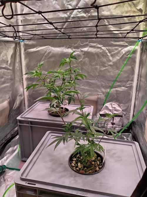 ScrOG Stecklinge. Week 1
