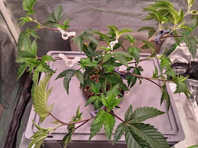 ScrOG Stecklinge. Week 1 - Ape Shit 