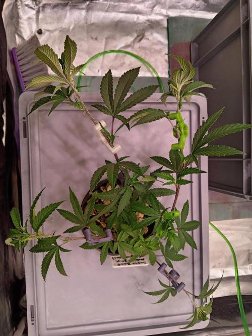ScrOG Stecklinge. Week 1 - Super Boof