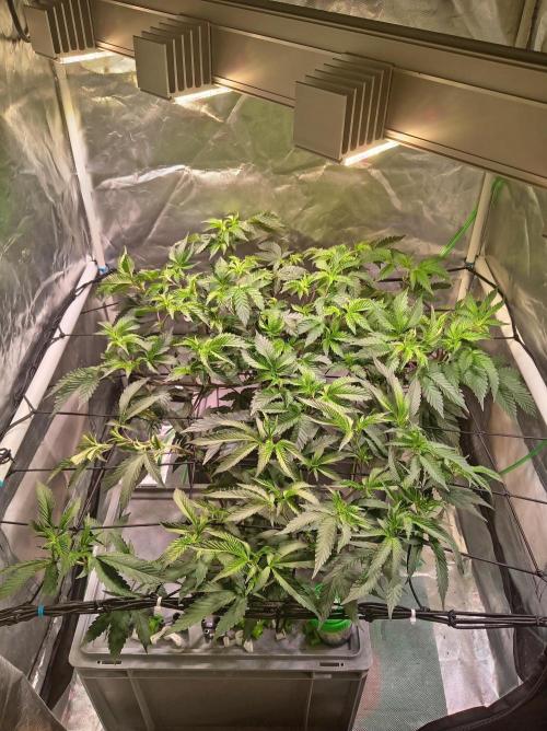ScrOG Stecklinge. Week 2 - Front: Superboof
Back: Ape Shit