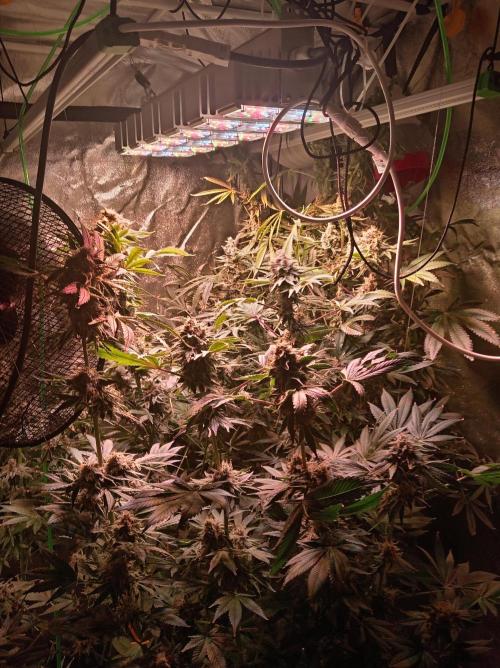 SATIVA Grow. Week 14
