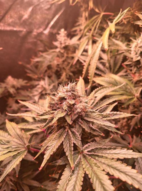 SATIVA Grow. Week 14