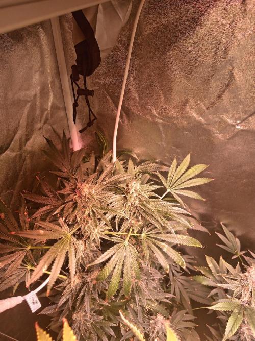 SATIVA Grow. Week 14