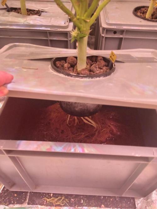 SATIVA Grow. Week 14