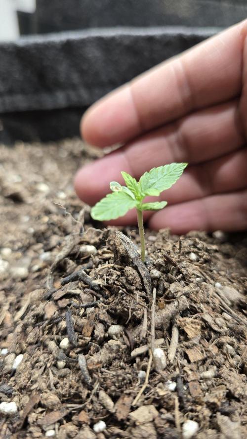 DiarioDeUnNovato. Week 0 - 16/03

Buen inicio de semana✨️🌿