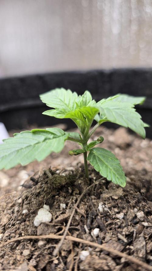 DiarioDeUnNovato. Week 1 - 21/03
Entrando hermosamente(? En vege💜🌿
En esta voy a practicar LST