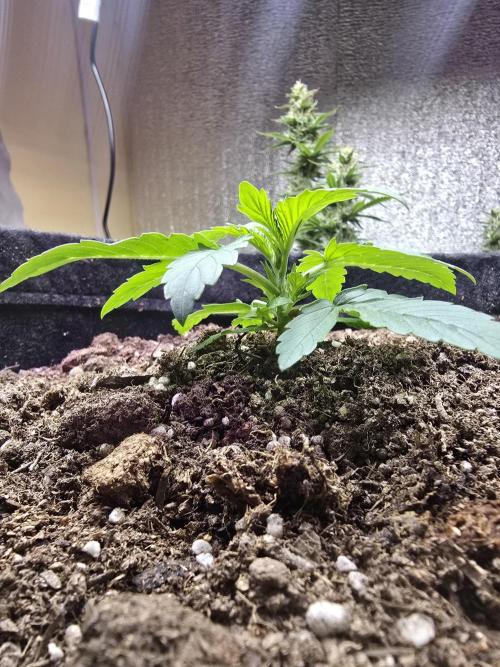 DiarioDeUnNovato. Week 2 - Vege tempranito me parece 🙄