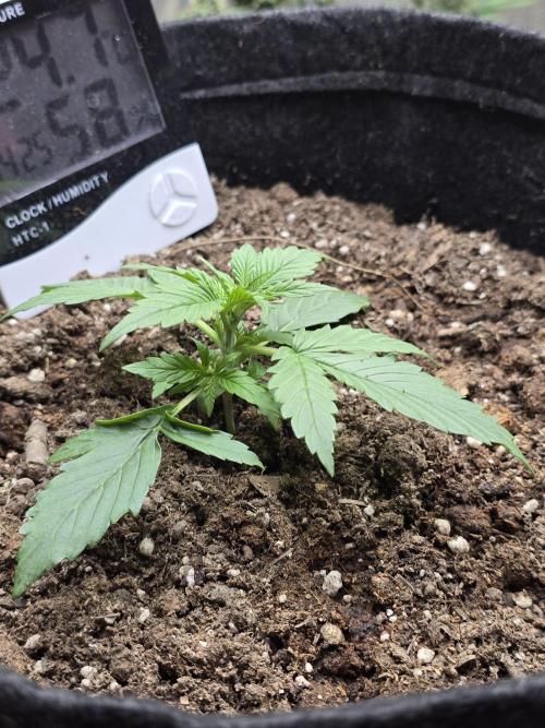BananaTitan _ Sacarlett. Week 2